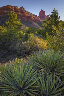 Sandstone Prints: USA, Arizona, Sedona. Landscape with rock formation and cacti