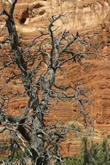 USA, Arizona, Sedona. Scenic Red Rock formations of Sedona, Arizona