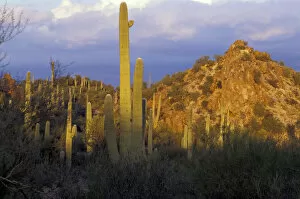 USA, Arizona, Sonora Desert