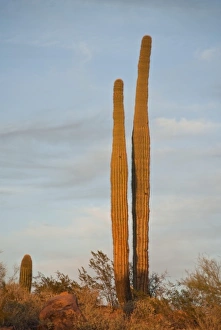 Images Dated 3rd March 2009: USA, Arizona, Sonoran Desert, Ajo, Ajo Mountain Range, sunset, saguaro cactus