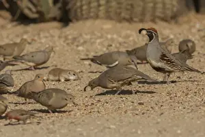 USA, Arizona, Sonoran Desert. Birds and round-tailed ground squirrel feeding. Credit as