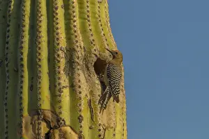 Images Dated 22nd April 2015: USA, Arizona, Sonoran Desert. Gila woodpecker at nest hole in saguaro cactus. Credit as