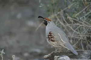 USA, Arizona, Sonoran Desert. Male Gambels quail close-up