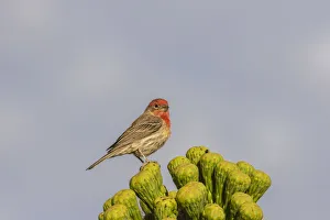 Saguaro Prints: USA, Arizona, Sonoran Desert. Male house finch on saguaro cactus buds. Credit as