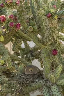 USA, Arizona, Sonoran Desert. Mourning dove with chick on nest