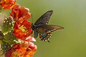 Images Dated 17th April 2015: USA, Arizona, Sonoran Desert. Pipevine swallowtail butterfly on blossom. Credit as