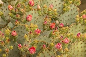 Images Dated 19th April 2018: USA, Arizona, Sonoran Desert. Prickly pear cactus blossoms