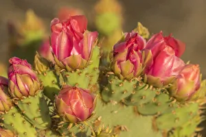 Prickly Pear Prints: USA, Arizona, Sonoran Desert. Prickly pear cactus blossoms