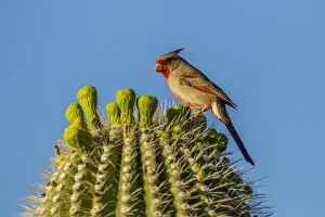Images Dated 19th April 2015: USA, Arizona, Sonoran Desert. Pyrrhuloxia on saguaro buds