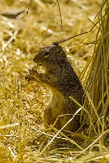 USA, Arizona, Sonoran Desert. Rock squirrel eating