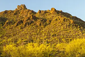 Images Dated 18th April 2015: USA, Arizona, Sonoran Desert. Saguaro cactus and blooming palo verde trees. Credit as