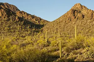 Images Dated 18th April 2015: USA, Arizona, Sonoran Desert. Saguaro cactus and blooming palo verde trees. Credit as