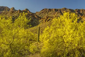 Images Dated 18th April 2015: USA, Arizona, Sonoran Desert. Saguaro cactus and blooming palo verde trees. Credit as
