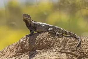 Images Dated 21st April 2015: USA, Arizona, Sonoran Desert. Spiny-tailed iguana on rock