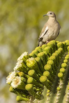 Saguaro Prints: USA, Arizona, Sonoran Desert. White-winged dove on saguaro cactus. Credit as: Cathy