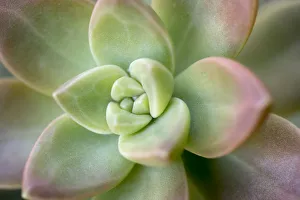Images Dated 18th January 2017: USA, Arizona. Detail of succulent plant
