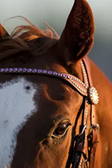 Small Town Prints: USA, Arizona, Taylor, Setting sun lights rodeo horse standing in paddock at annual