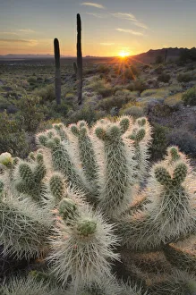 Cactus Prints: USA, Arizona. Teddy Bear Cholla cactus illuminated by the setting sun