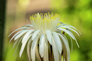New Images October 2024 Prints: USA, Arizona, Tohono Chul. Close-up of cereus cactus blossom