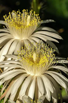 Images Dated 25th June 2023: USA, Arizona, Tohono Chul. Close-up of cereus cactus blossoms