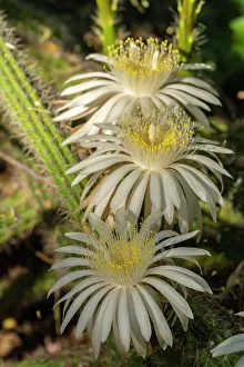 Images Dated 25th June 2023: USA, Arizona, Tohono Chul. Close-up of cereus cactus blossoms