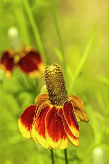 Images Dated 25th June 2023: USA, Arizona, Tohono Chul. Mexican hat flower in bloom