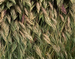 Stem Prints: USA, Arizona, Tonto National Forest. Closeup details of wild grass