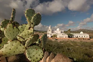 Cactus Prints: USA, Arizona, Tucson