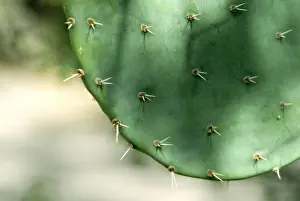 USA, Arizona, Tucson. Arizona-Sonora Desert Museum. Prickly Pear cactus, detail