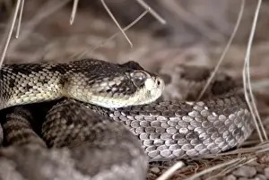 USA, Arizona, Tucson. Arizona-Sonora Desert Museum. Rattlesnake, captive