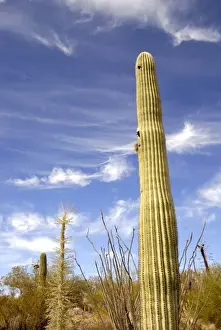 USA, Arizona, Tucson. Arizona-Sonora Desert Museum. Saguaro cactus (Carnegiea gigantea)