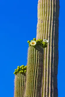 Images Dated 18th April 2013: USA, Arizona, Tucson. Blooming cactus in Saquaro National Park