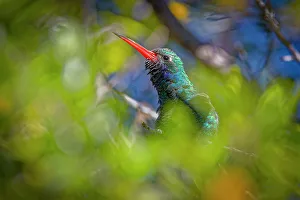 Hummingbird Prints: USA, Arizona, Tucson. Broad-billed hummingbird close-up