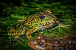 Images Dated 26th July 2023: USA, Arizona, Tucson. Captive Arizona Chiricahua leopard frog in water