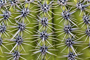Thorn Prints: USA, Arizona, Tucson. Close-up of a barrel cactus