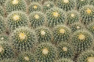 Images Dated 27th March 2012: USA, Arizona, Tucson. Close-up of cactus at Bachs Cactus Nursery. Credit as