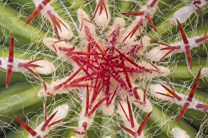 USA, Arizona, Tucson. Close-up of cactus and thorns