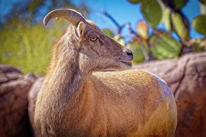 Images Dated 26th July 2023: USA, Arizona, Tucson. Close-up of captive male desert bighorn sheep
