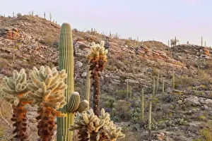Images Dated 26th March 2012: USA, Arizona, Tucson. Desert scenic in Saguaro National Park