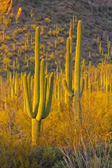 Images Dated 19th April 2013: USA, Arizona, Tucson. Desert sunset in Saguaro National Park