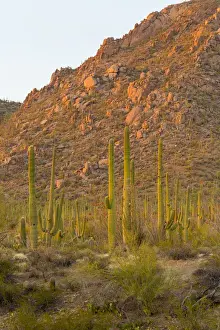 Images Dated 19th April 2013: USA, Arizona, Tucson. Desert sunset in Saguaro National Park