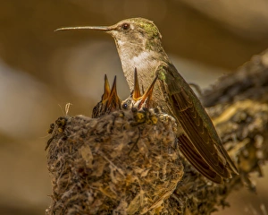 Peter Hawkins Prints: USA, Arizona, Tucson, Humming bird nest