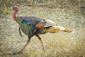 Turkey Prints: USA, Arizona, Tucson. Male Gould's turkey close-up