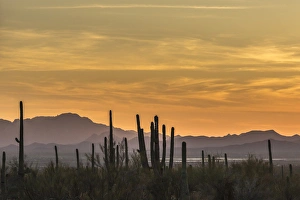 Arizona Prints: USA, Arizona, Tucson Mountain Park. Sonoran Desert at sunset