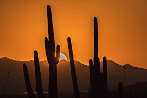 Arizona Prints: USA, Arizona, Tucson Mountain Park. Sonoran Desert at sunset
