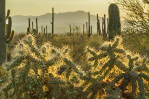 Cactus Prints: USA, Arizona, Tucson Mountain Park. Backlit cholla cactus in Sonoran Desert. Credit as