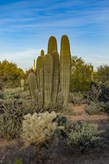 Prints of Usa, Arizona, Tucson Mountain Park Images Dated 2019 January: Usa, Arizona, Tucson Mountain Park
