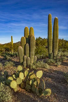 Prints of Usa, Arizona, Tucson Mountain Park Images Dated 2019 January: Usa, Arizona, Tucson Mountain Park