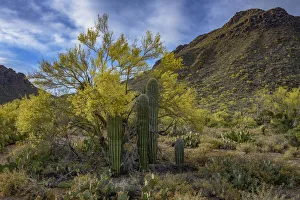 Images Dated 25th August 2019: Usa, Arizona, Tucson Mountain Park
