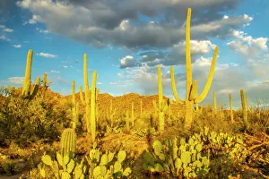 Images Dated 1st June 2023: USA, Arizona, Tucson Mountain Park. Sonoran desert landscape